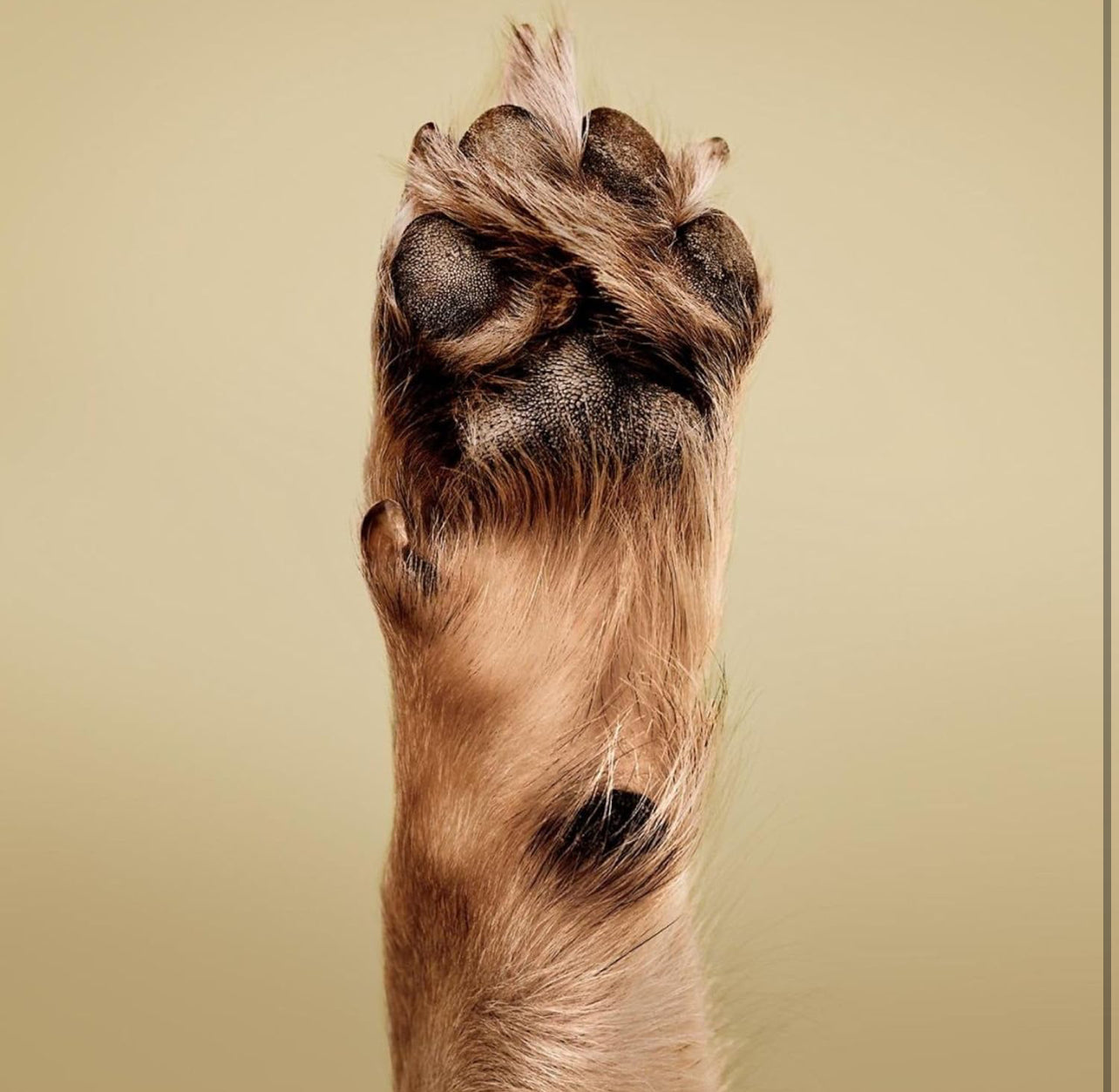 Pet Soothing Oatmeal Shampoo en seco Paul Mitchell