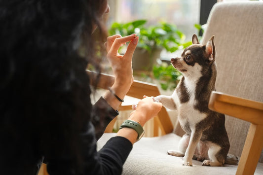 Ejercicios para la educación básica en tu mascota