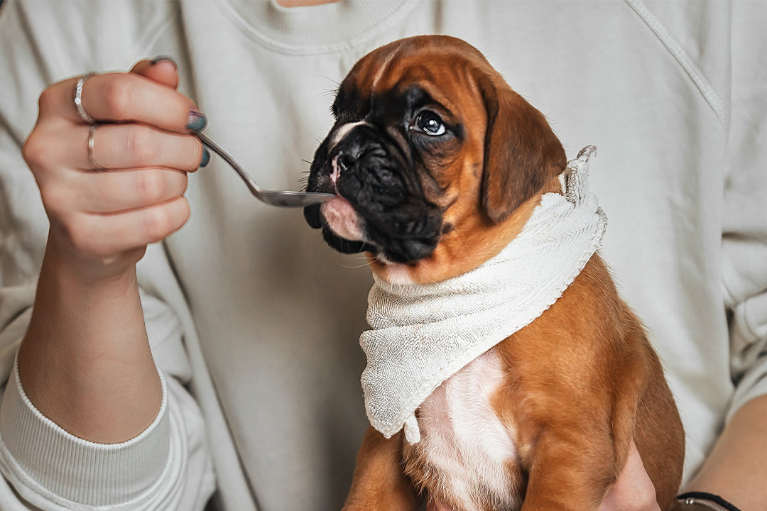 10 alimentos prohibidos para tu perro