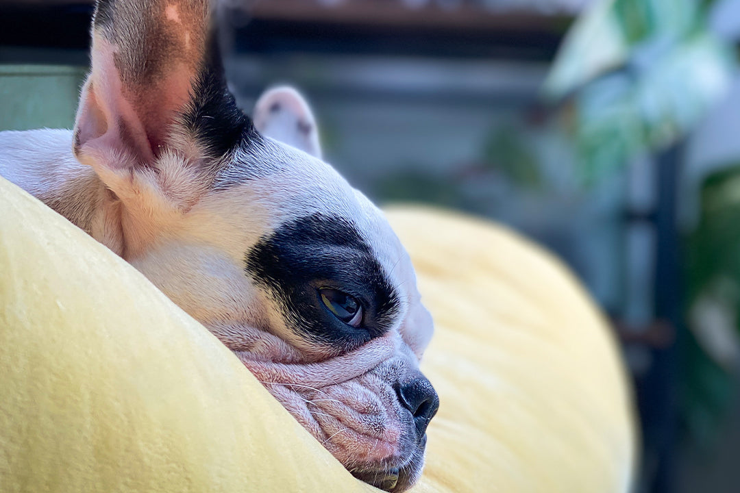 Estrés, ansiedad en tus mascotas?