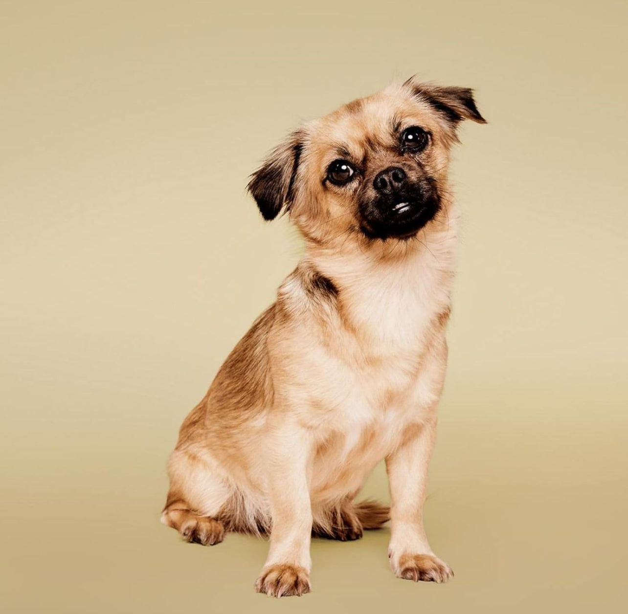 Pet Soothing Oatmeal Shampoo en seco Paul Mitchell