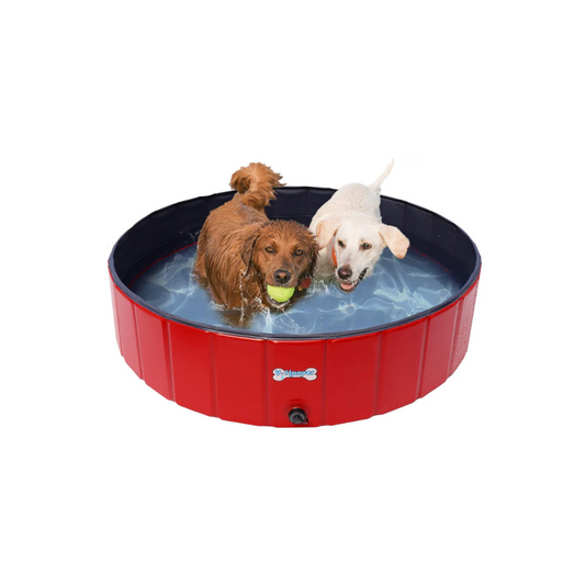 Dog Pool Pets Small