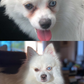 Angel Eyes Chews