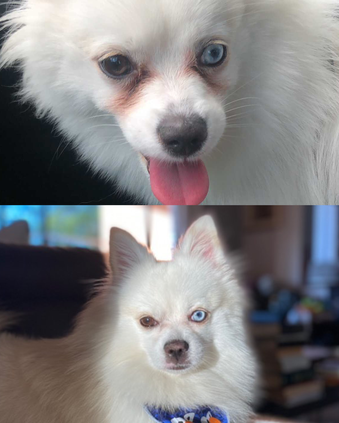 Angel Eyes Chews