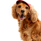 Gorra Para Mascotas Pawaboo Dog Baseball Cap