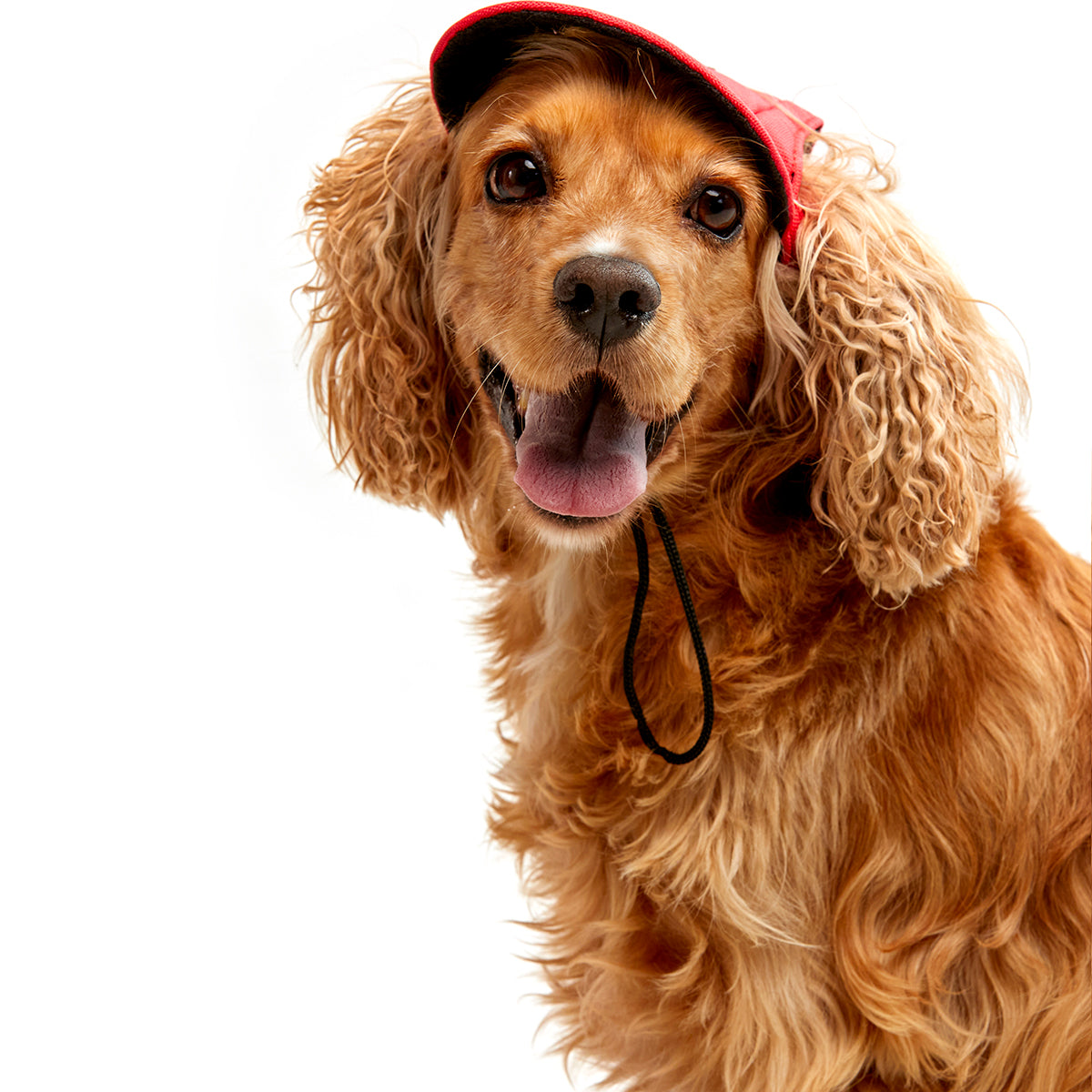 Gorra Para Mascotas Pawaboo Dog Baseball Cap