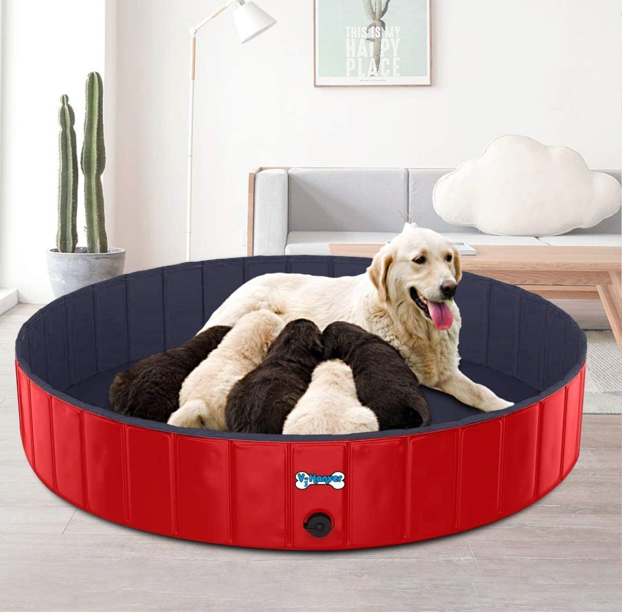 Dog Pool Pets Small