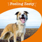 Zesty Paws Multivitamins 8-in-1 Bites Zesty Paws