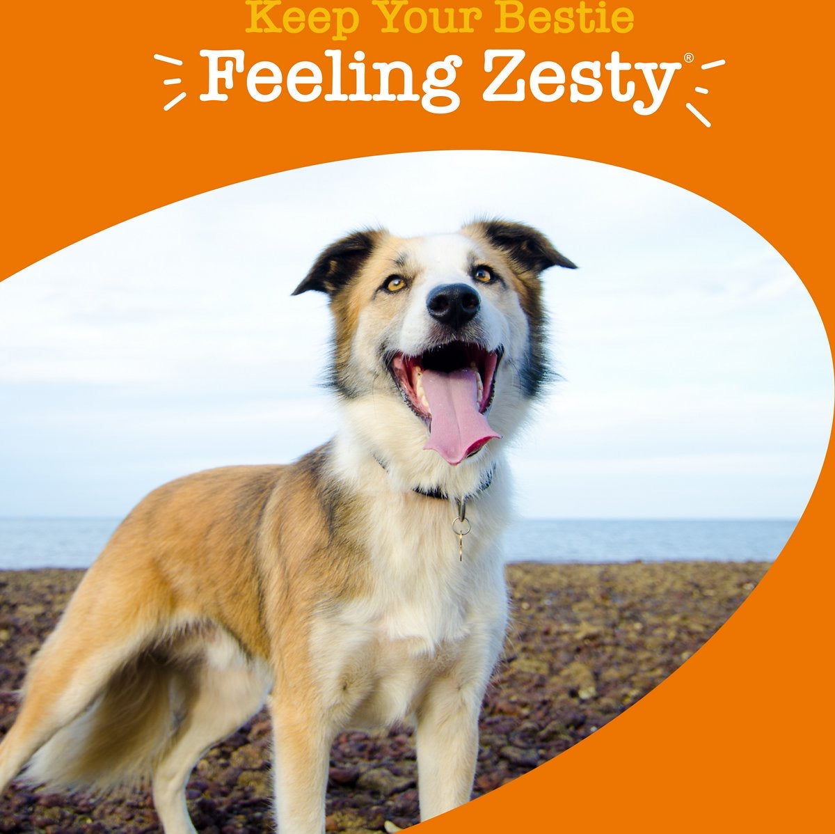 Zesty Paws Multivitamins 8-in-1 Bites Zesty Paws