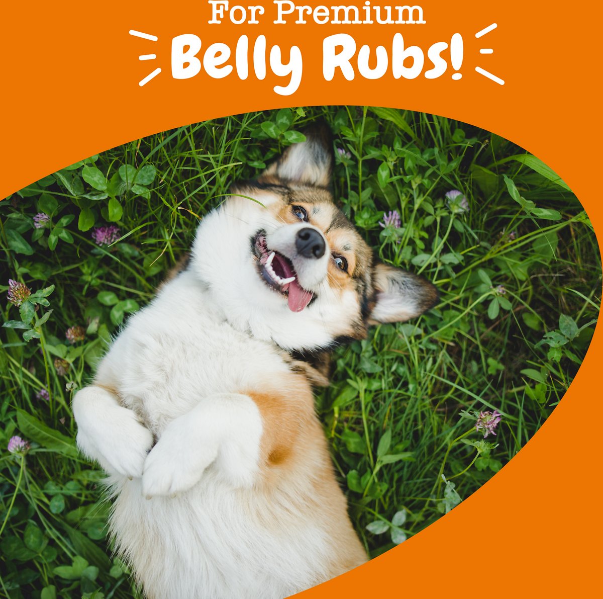 Zesty Paws Probiotic Bites - Sistema Digestivo